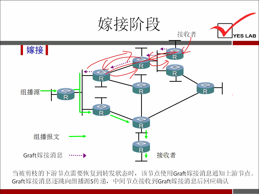 接 收 者 
YES LAB 
嫁 接 
组 播 源 
组 播 报 文 
Graft 嫁 接 消 息 
接 收 者 
当 被 剪 枝 的 下 游 节 点 需 要 、 灰 复 转 发 状 态 时 ， 该 节 点 使 用 Graft 嫁 接 消 息 通 知 上 游 节 点 
Graft 嫁 接 消 息 逐 跳 向 组 播 源 s 传 递 ， 中 间 节 点 接 收 到 Graft 嫁 接 消 息 后 回 应 确 认 